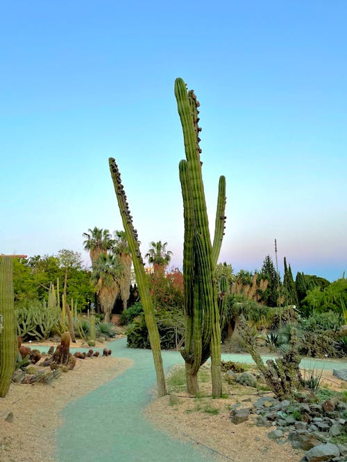 Kostnadsfri bild av blå himmel, gröna växter, kaktus
