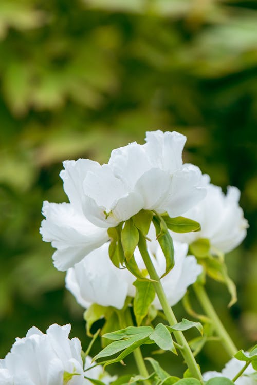 Close-up of White Flowers 