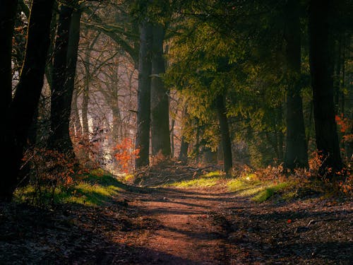 Country Road in a Forest in Autumn 