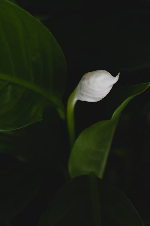 Close-up of a Peace Lily Flower 