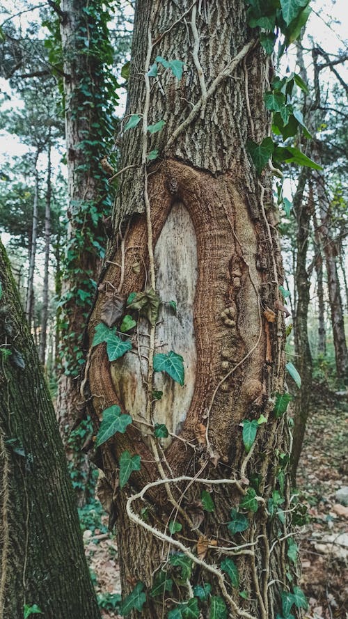 Fotobanka s bezplatnými fotkami na tému brečtan, kmeň stromu, les