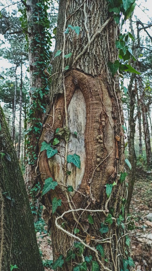 Immagine gratuita di albero, ambiente, boschi