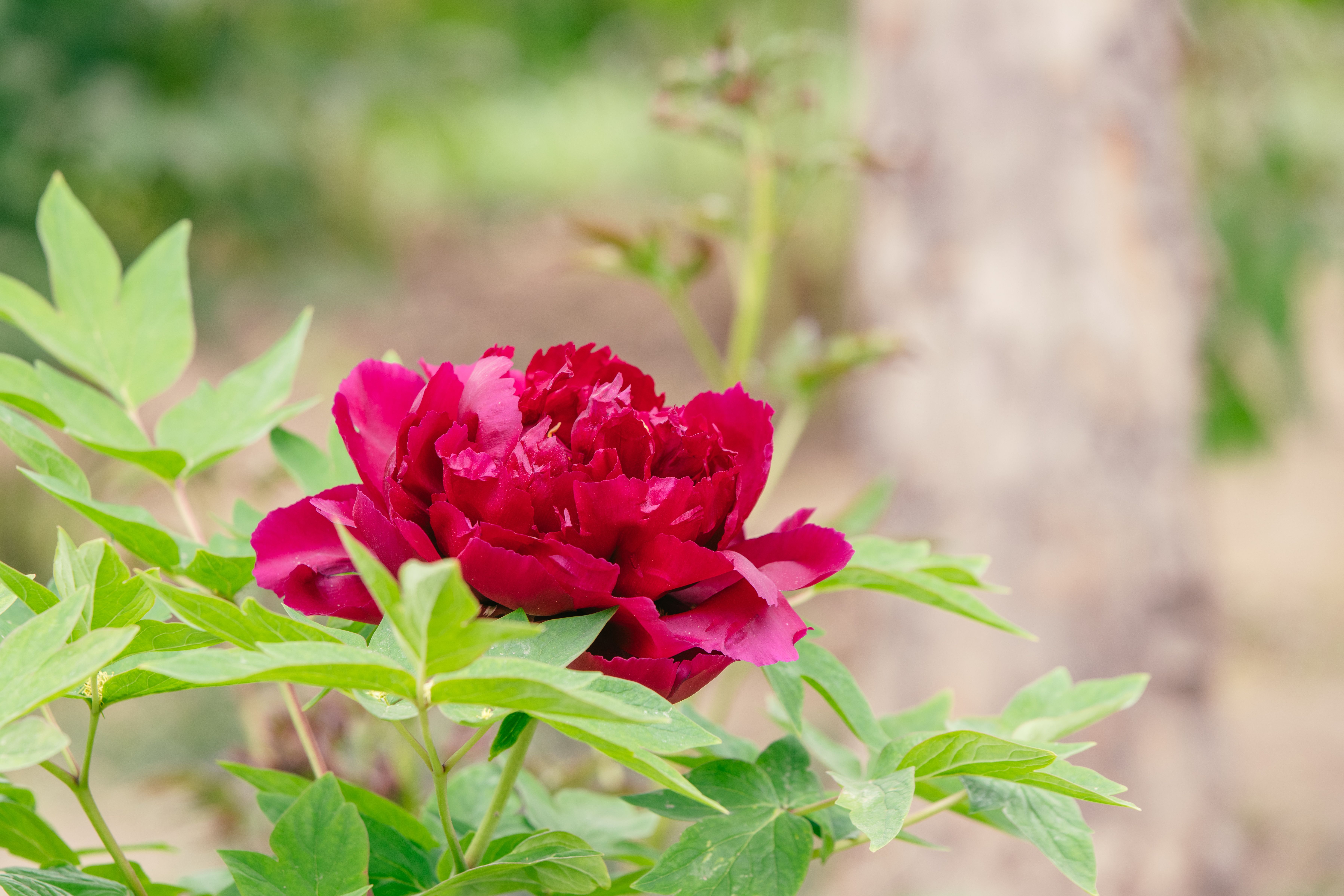 Close-up of a Dark Pink Peony · Free Stock Photo