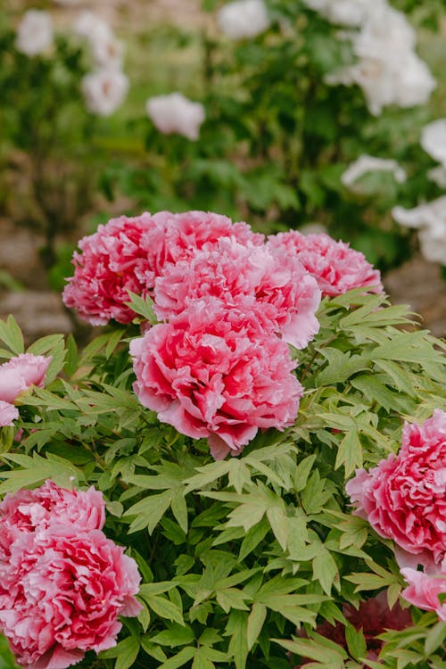 Close up of Pink Flowers