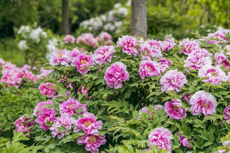 pink peony garden delivery Bulgaria
