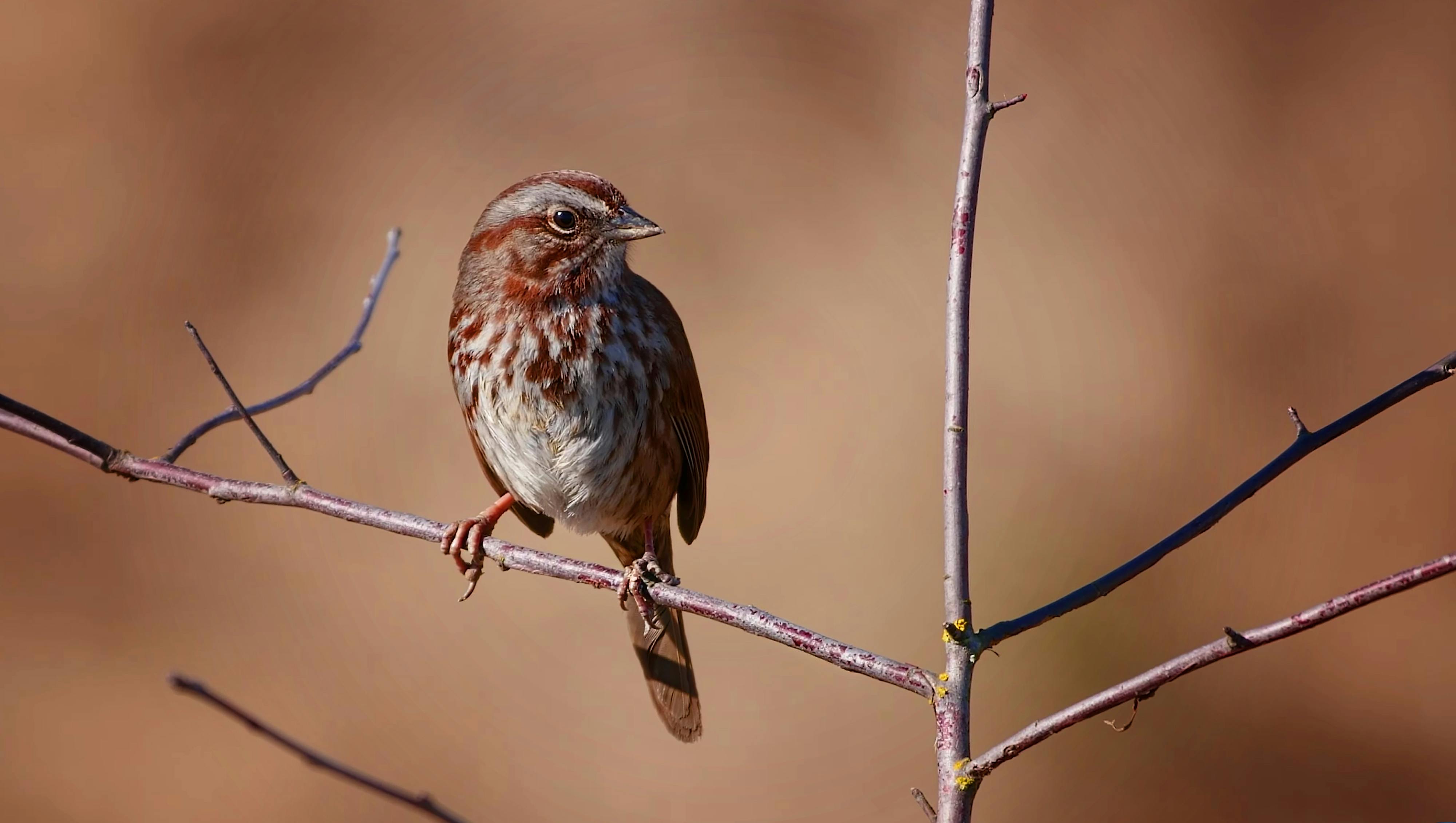 Comment reconnaître les oiseaux par leurs chants : Conseils et astuces