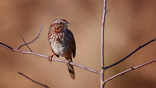 Song Sparrow on Twig
