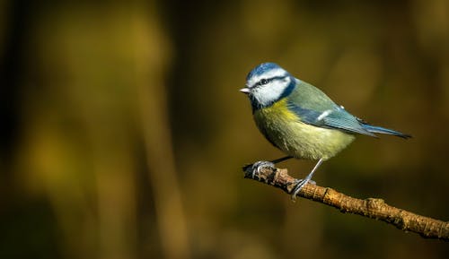 Foto stok gratis alam, binatang, burung