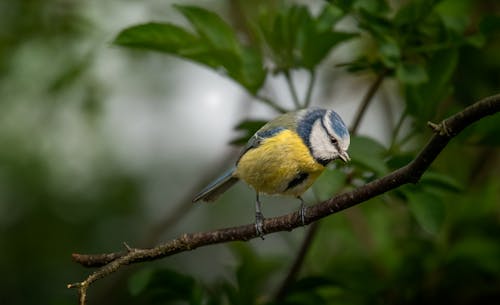 Základová fotografie zdarma na téma detail, divočina, ornitologie