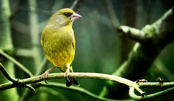 siskin greenfinch bird