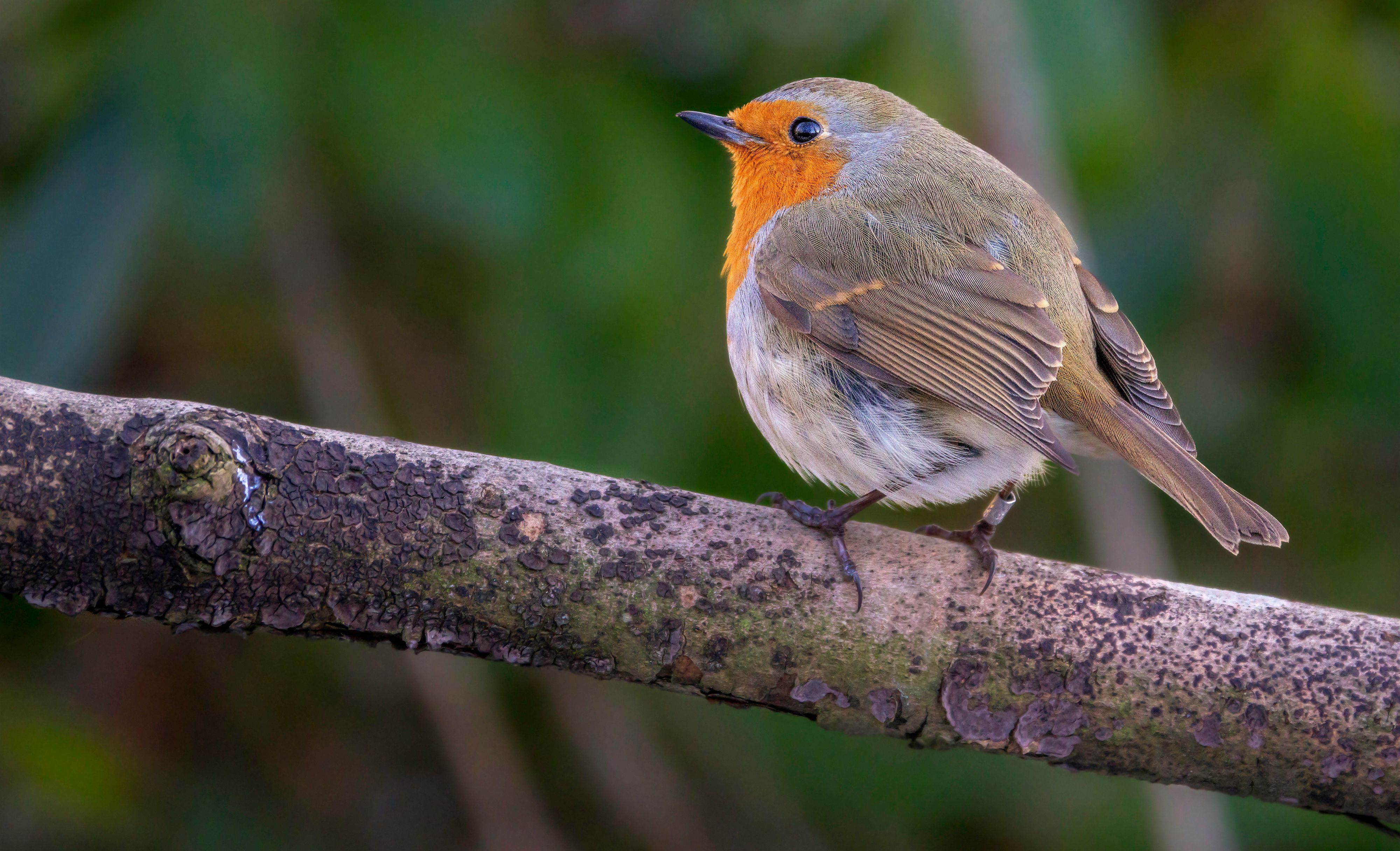 Robin Sitting on Branch · Free Stock Photo