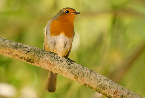 Free A European robin with a vibrant orange breast perched on a tree branch against a blurred natural background. Stock Photo