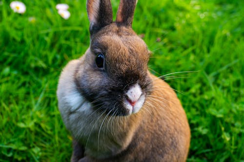 Foto d'estoc gratuïta de adorable, bufó, conill