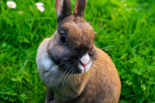 Free Adorable Bunny on Grass Stock Photo