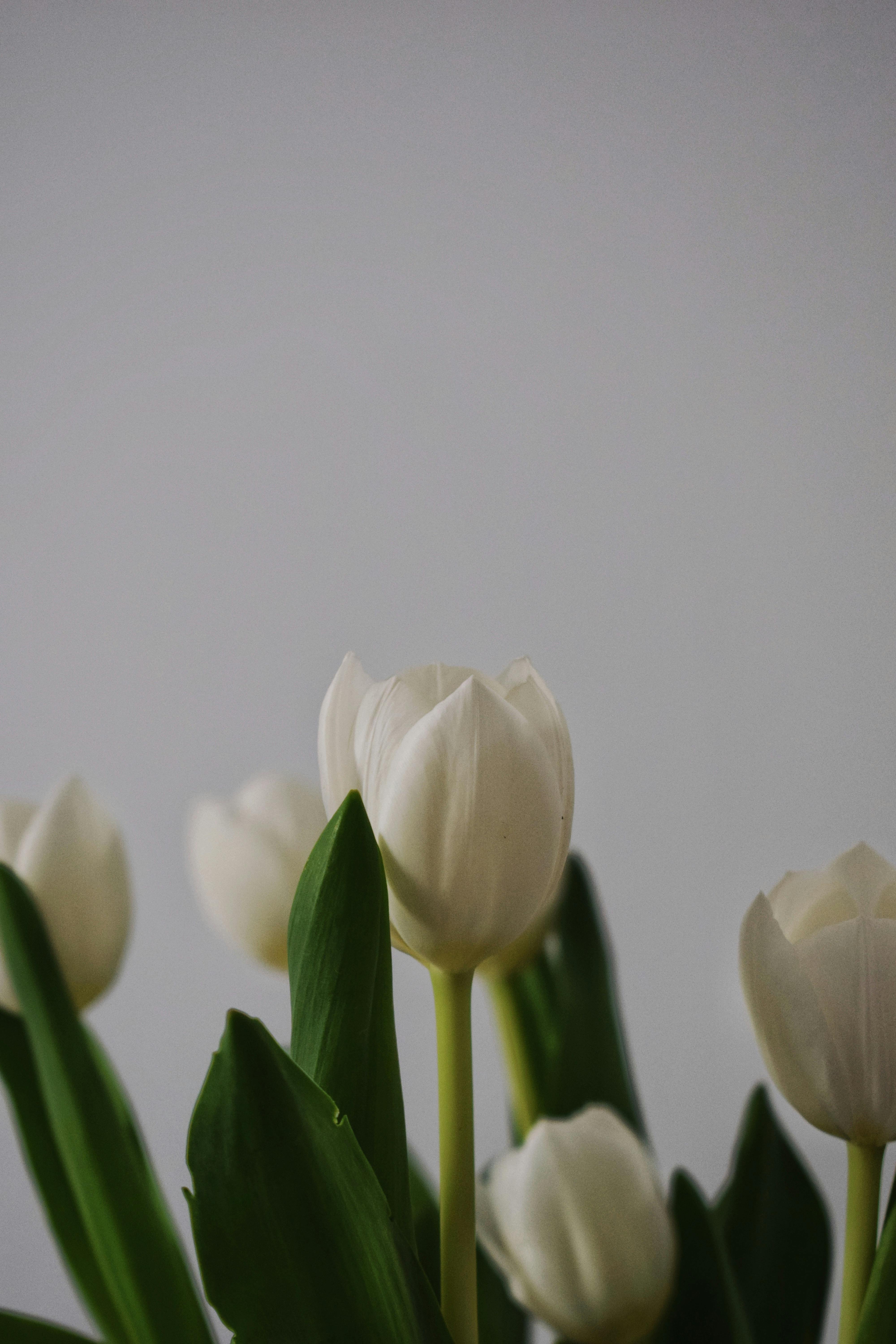 White Tulips Wallpapers  Top Free White Tulips Backgrounds   WallpaperAccess