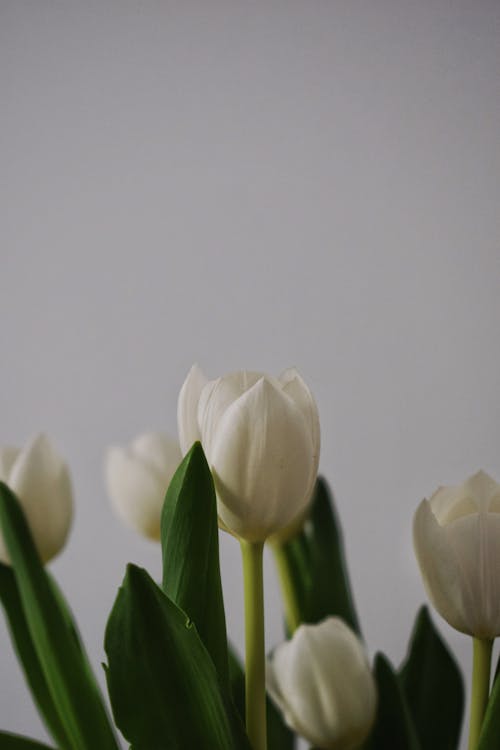 Kostenloses Stock Foto zu blätter, blumen, blumenstrauß