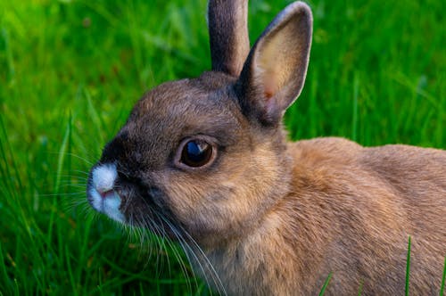 Free Close-up of a Miniature, Brown Rabbit on a Meadow  Stock Photo
