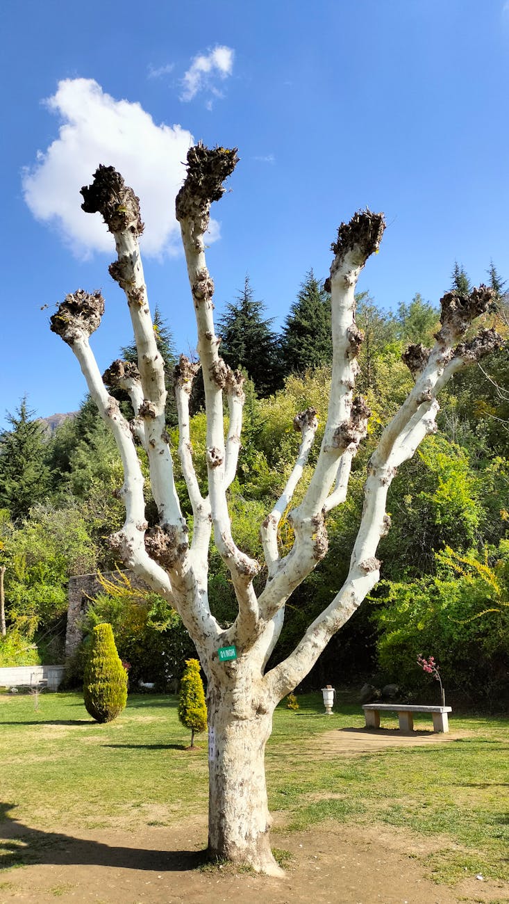 Coppicing & Pollarding for Small Gardens: Rejuvenating Overgrown Shrubs, Maximizing Biomass, and Creating Stunning Structural Elements