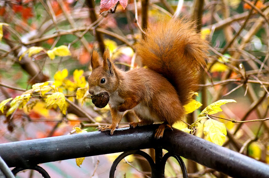 Squirrel Eating Acorn · Free Stock Photo
