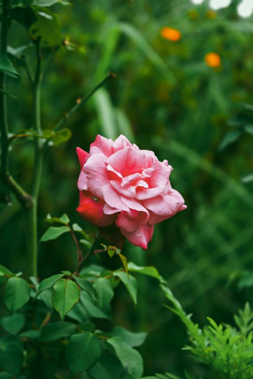 Free Close up of a vibrant pink rose blooming outdoors in a lush garden in Mérida, Venezuela. Stock Photo