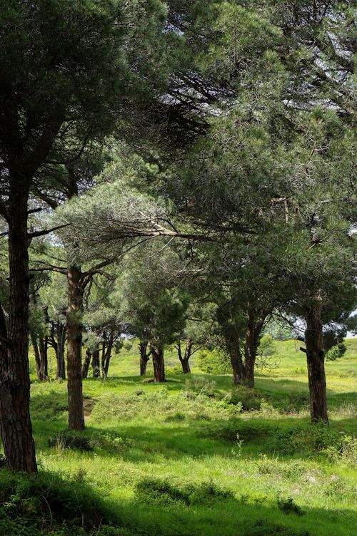 Free Lush green forest meadow with towering trees in springtime, offering tranquility and natural beauty. Stock Photo