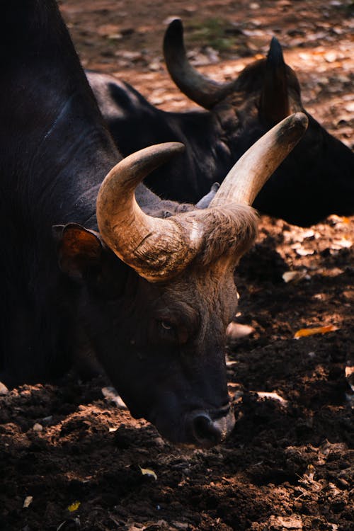 Close up of Bull Head