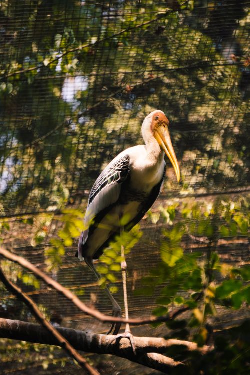 Free Close-up of a painted stork perched on a branch in a zoo enclosure, sunlight filtering through leaves. Stock Photo