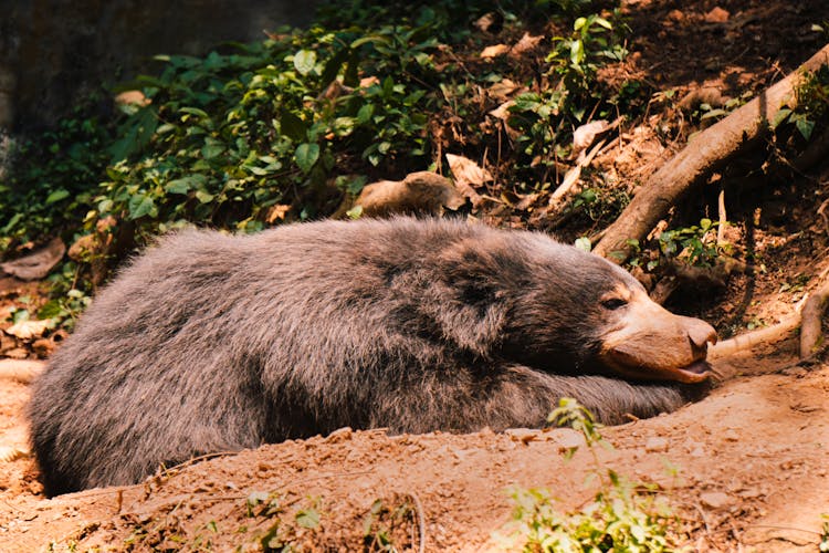 Bear Lying On Ground In Forest