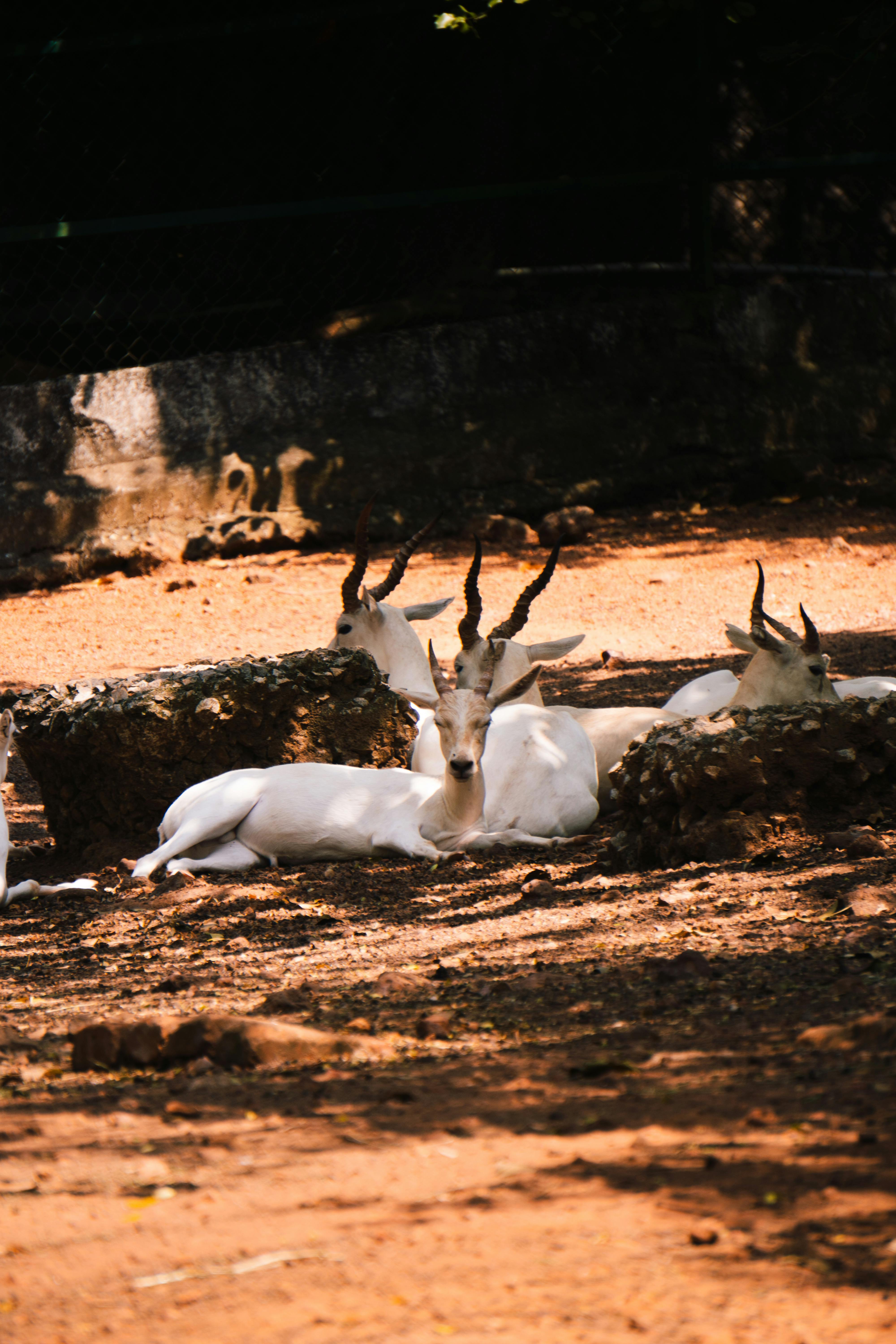 Enhance Your Mornings with Captivating Good Morning GIFs