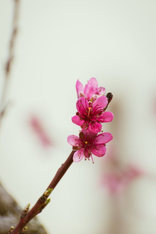A small pink flower on a branch with a blurry background