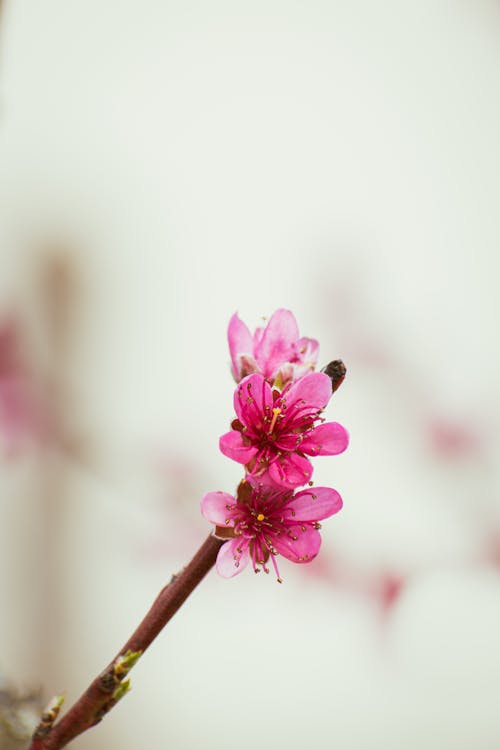 A pink flower on a branch with a blurry background