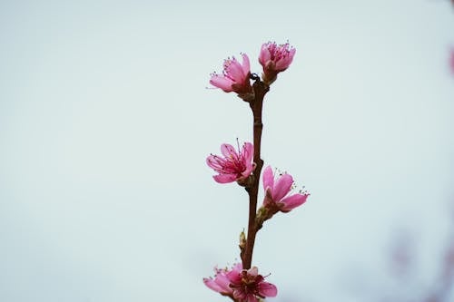 A pink flower branch with a single flower