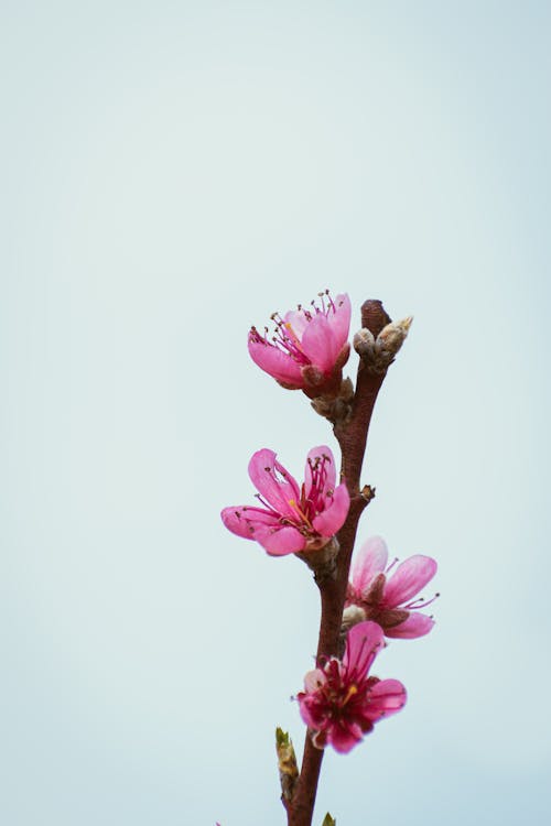A pink flower on a branch with a blue sky
