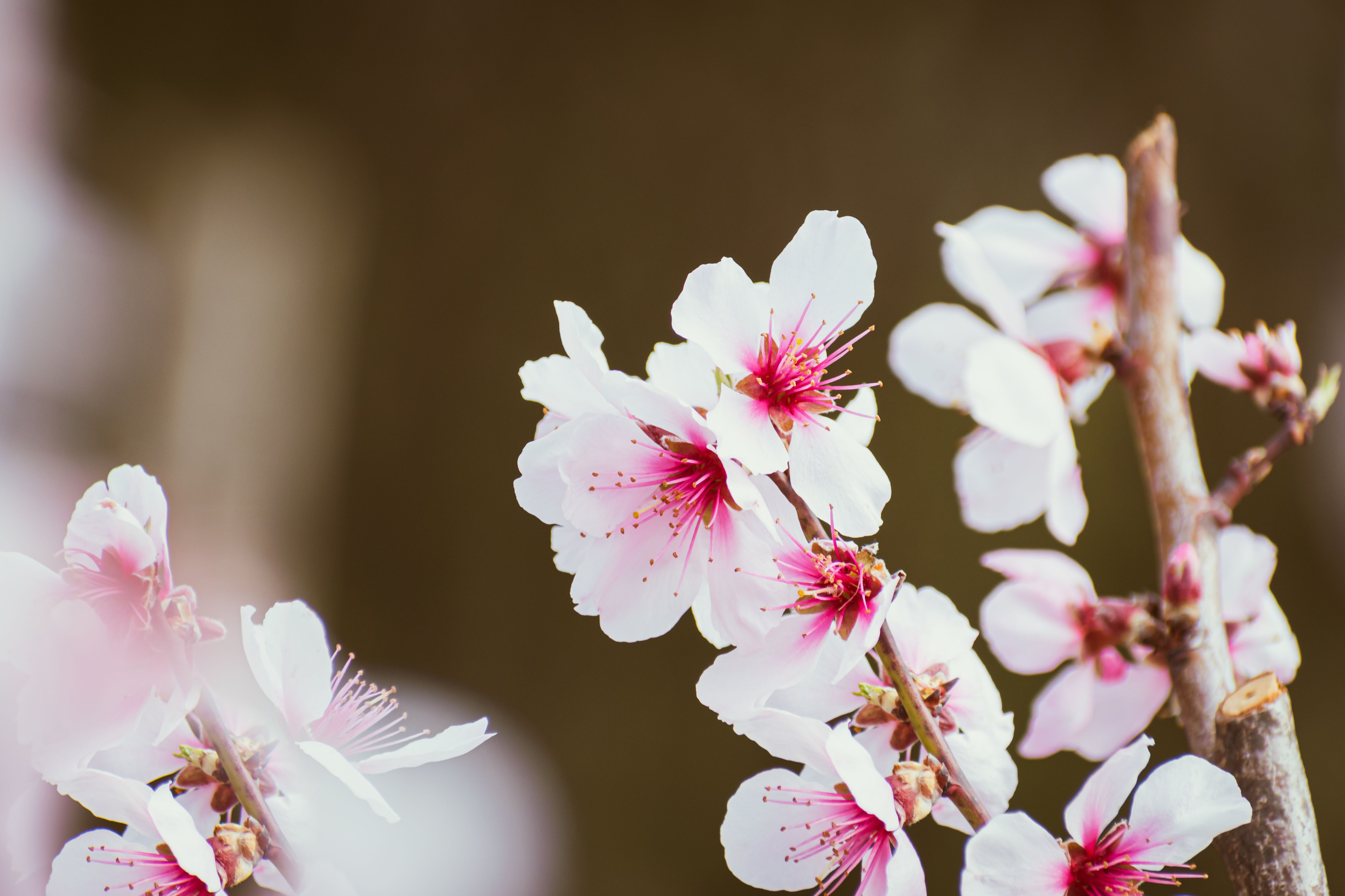 Vibrant cherry blossoms in full bloom, symbolizing the beauty of spring.
