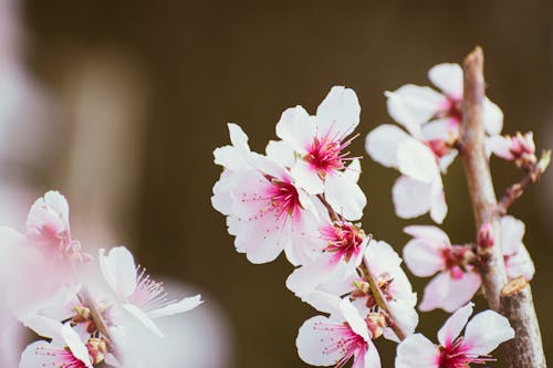 A close up of pink flowers on a tree branch