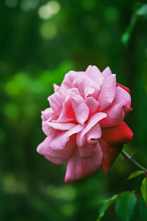 A pink rose is shown in the middle of a green background