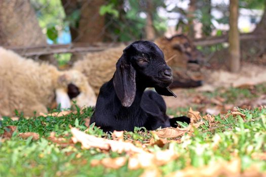 Adorable black goat lying on grassy ground in Jamalpur, Bangladesh with other goats in the background. - Fotografer Sidoarjo