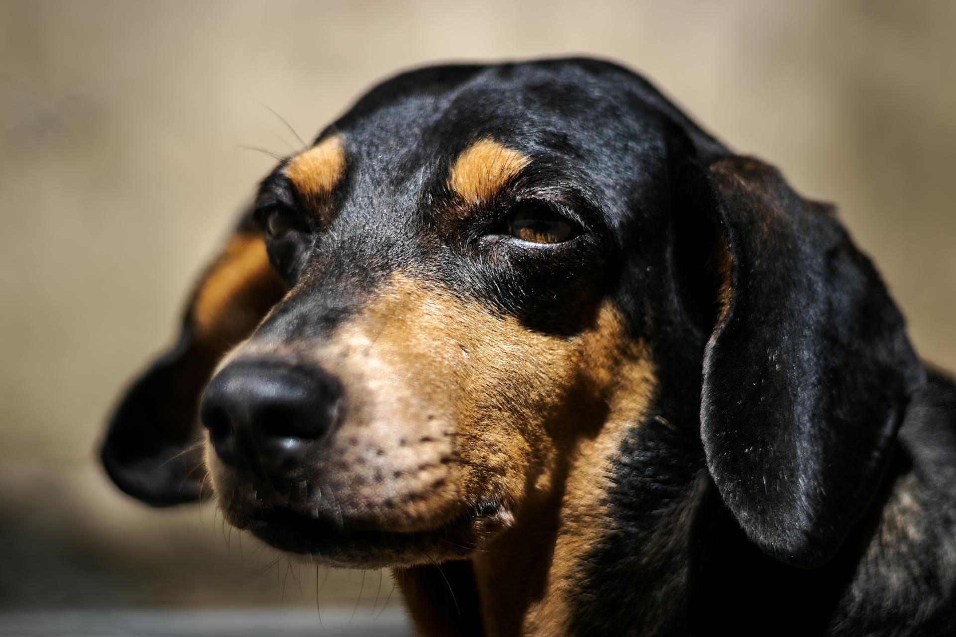 Portrait of Dachshund