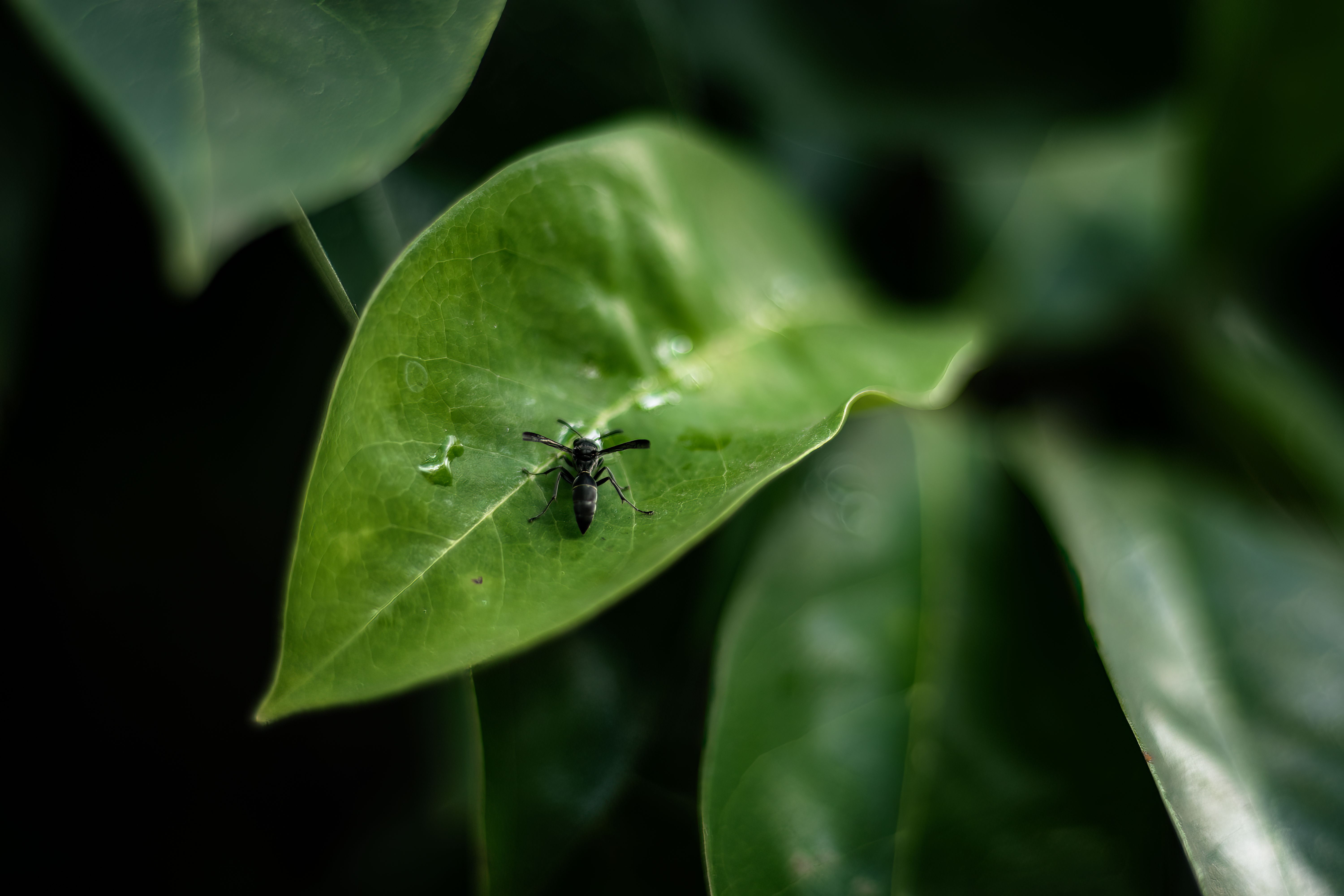 Close-up of an Insect on the Leaf · Free Stock Photo