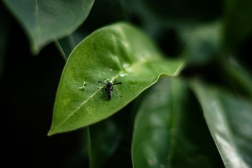 Free Detailed close-up of a bug on a vibrant green leaf, showcasing nature's intricate beauty. Stock Photo