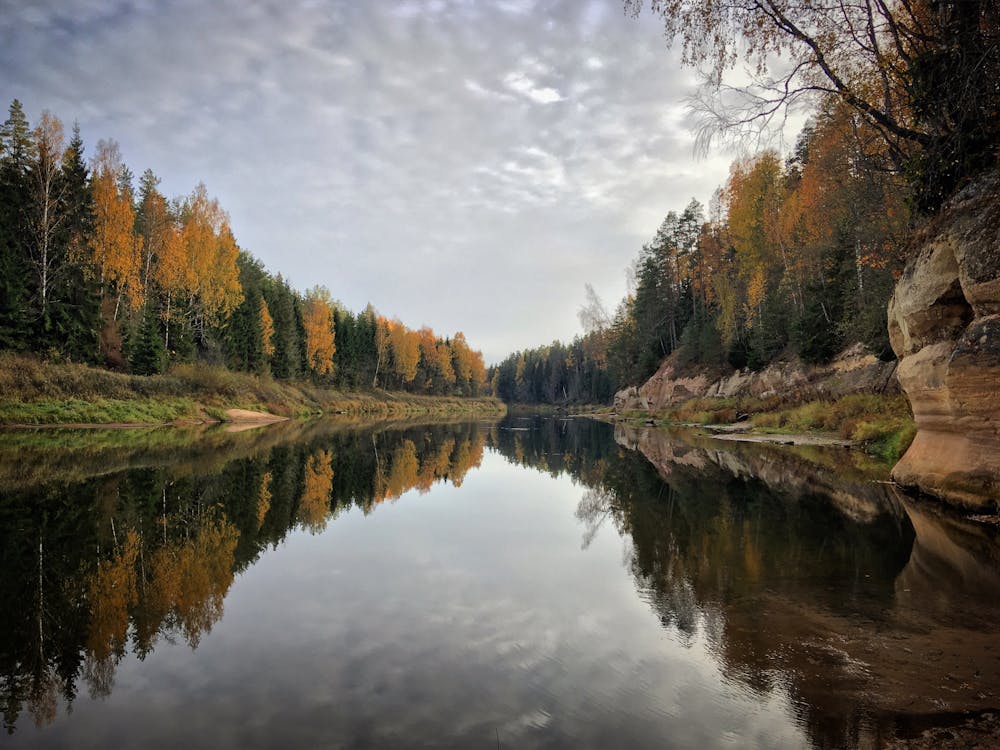 Forest Reflecting in River in Autumn
