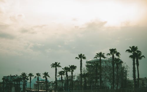 Palm Trees in City