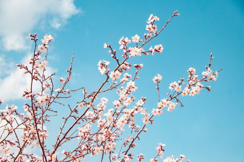 Free Delicate cherry blossoms in full bloom set against a vibrant blue sky, captured outdoors in spring. Stock Photo