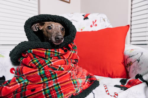 Foto profissional grátis de animais de estimação, animal, atenção