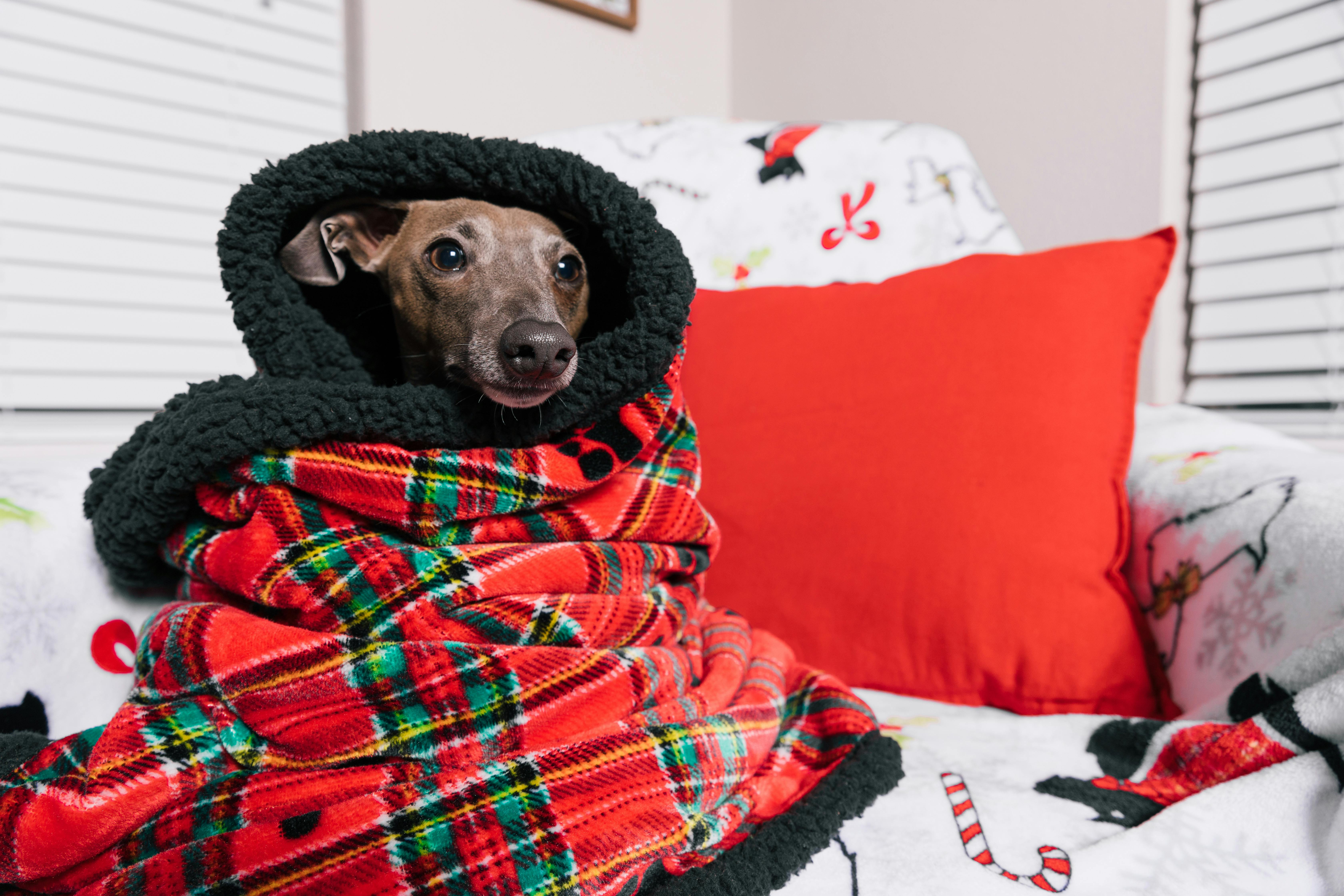 Dog Wrapped in a Red Checkered Blanket · Free Stock Photo