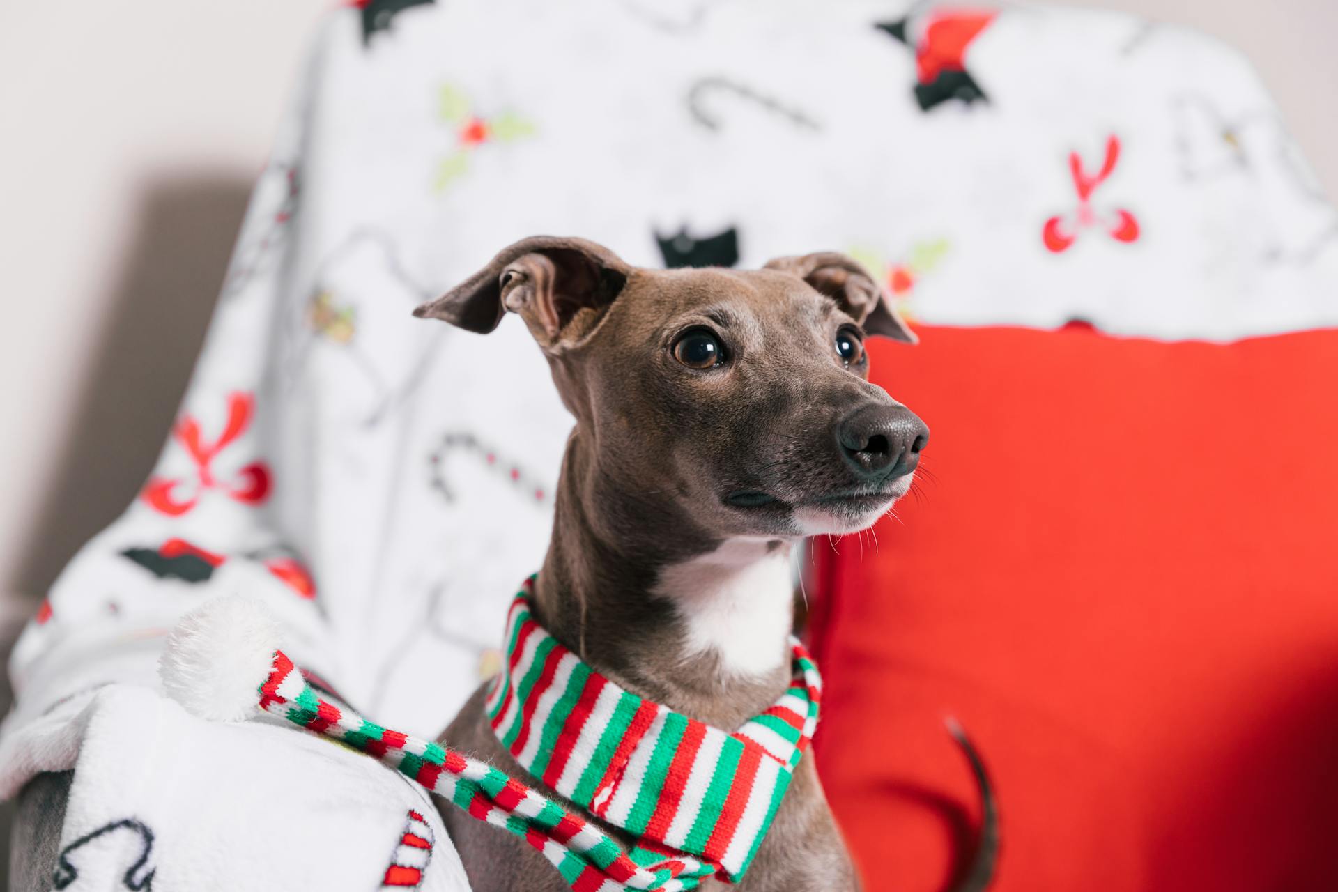 Dog in a Scarf