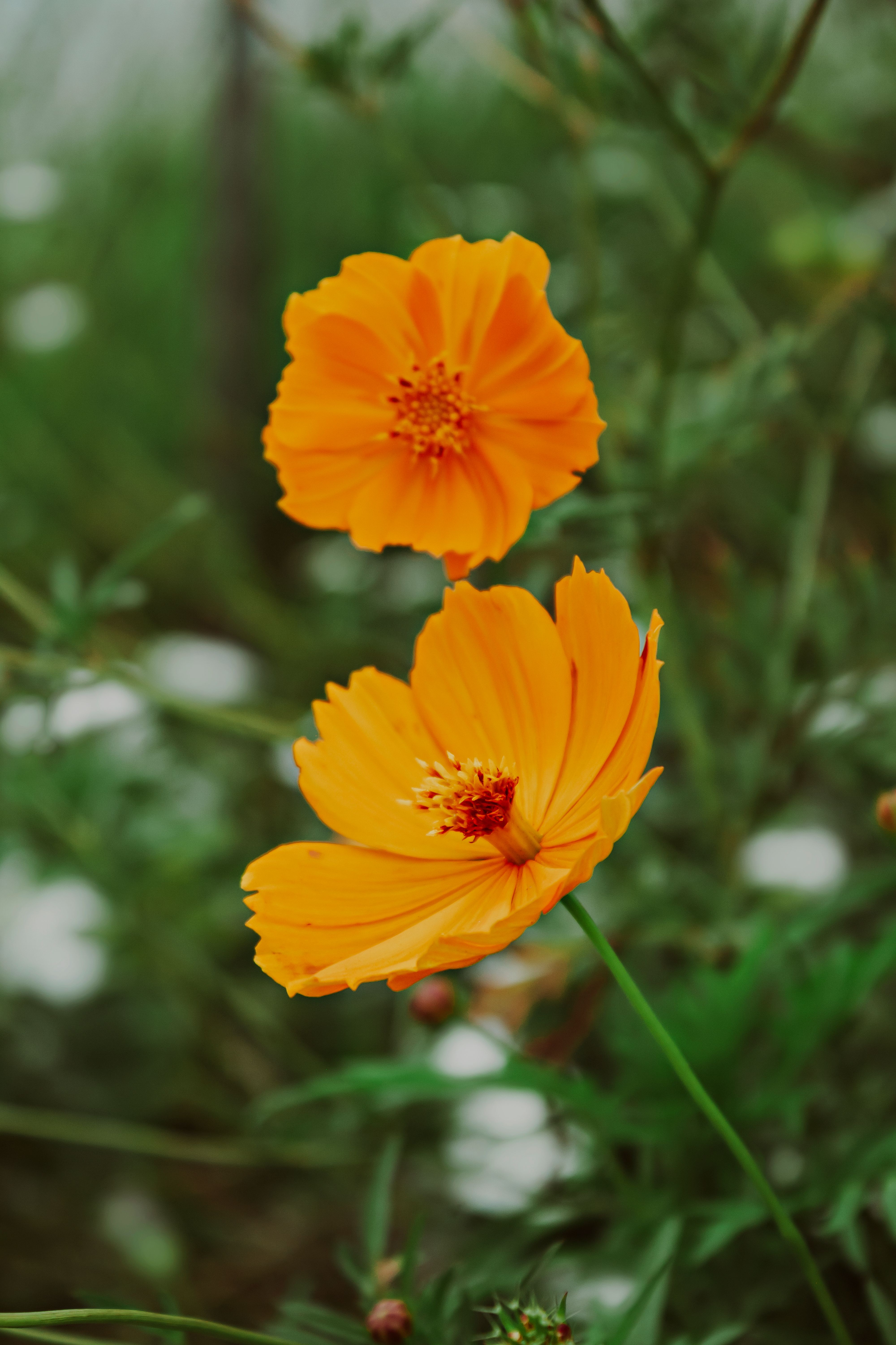 Two orange flowers in the middle of a green field · Free Stock Photo