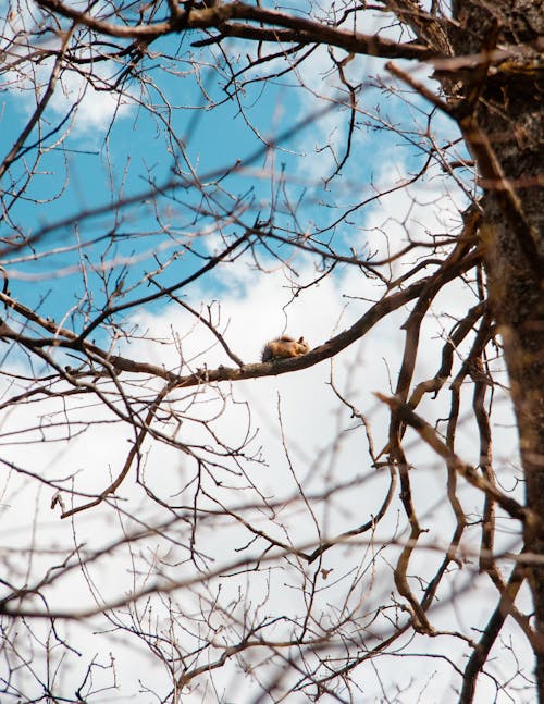 Squirrel in The Tree
