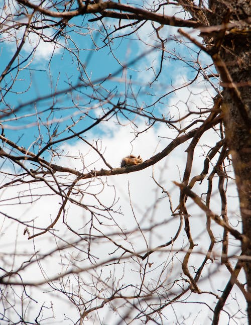 Foto d'estoc gratuïta de animal, arbre, arbre marró