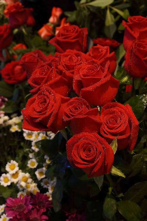 Fotos de stock gratuitas de cortar flores, flores, flores bonitas